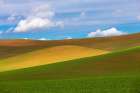 USA-Washington State-Palouse-Colfax Rolling wheat fields Art Print